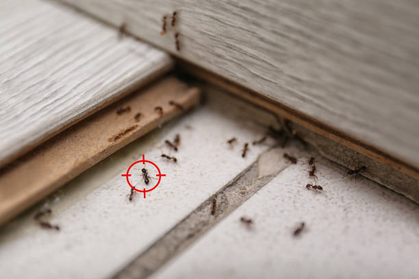 Best Wildlife Control Services  in Cape May, NJ