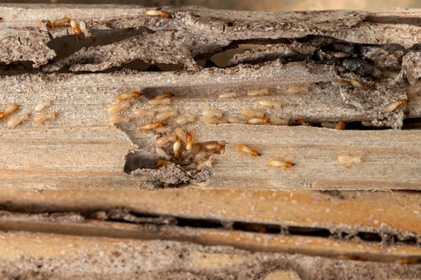 Best Pest Control Cost  in Cape May, NJ