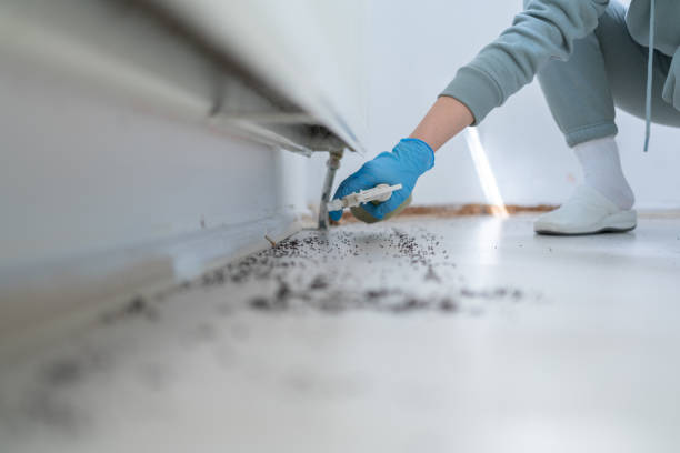 Best Affordable Pest Control Services  in Cape May, NJ